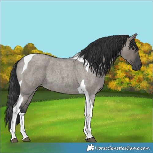 Horse Color:Grullo Roan Tobiano 