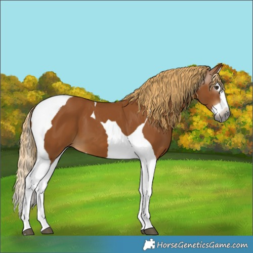 Horse Color:Gray Chestnut Splash Tobiano 