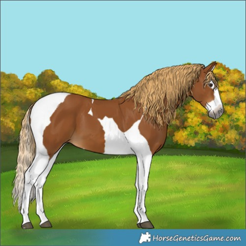 Horse Color:Gray Chestnut Splash Tobiano 