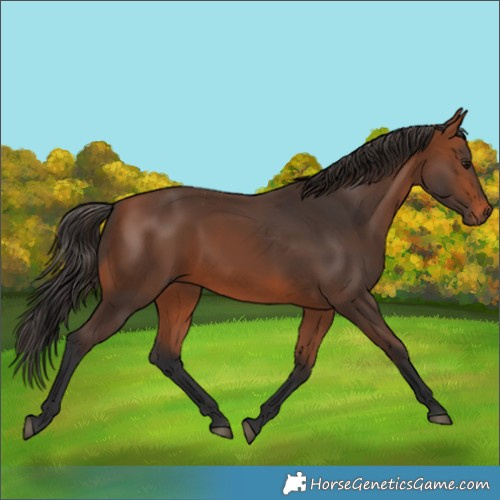 Horse Color:Bay 