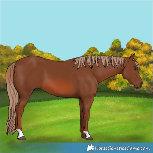 Horse Color:Chestnut 