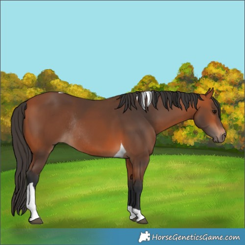 Horse Color:Bay Tobiano Rabicano
