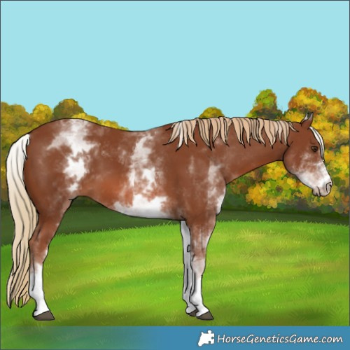 Horse Color:White Spotted Chestnut 