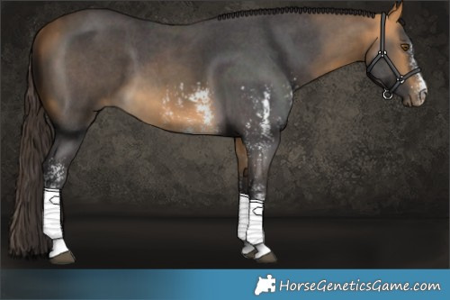 Horse Color:Buckskin Sabino 