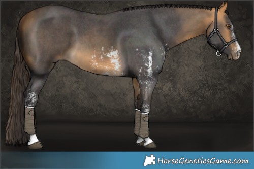 Horse Color:Buckskin Sabino