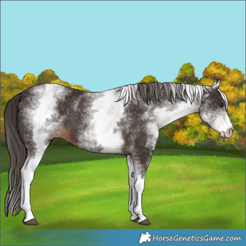 Horse Color:White Spotted Liver Chestnut 
