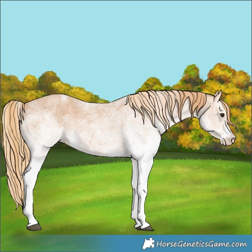 Horse Color:White Spotted Red Roan 