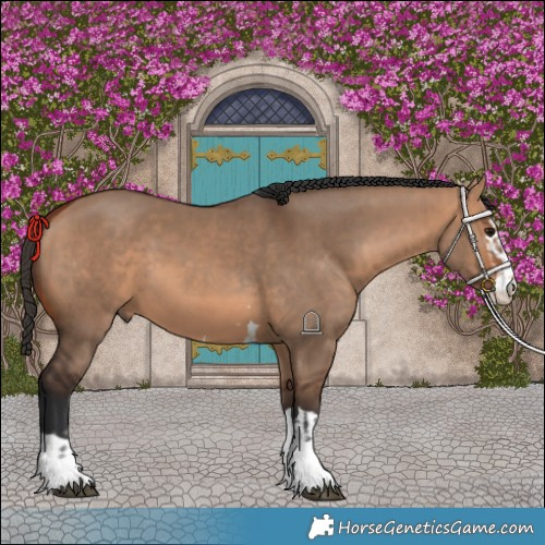Horse Color:Bay Dun  and Bay Dun 