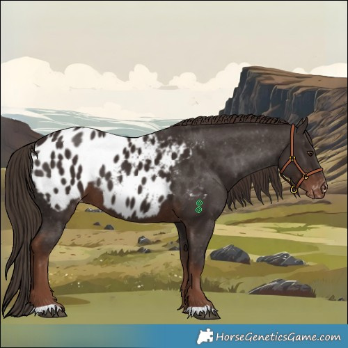 Horse Color:Liver Chestnut Appaloosa 
