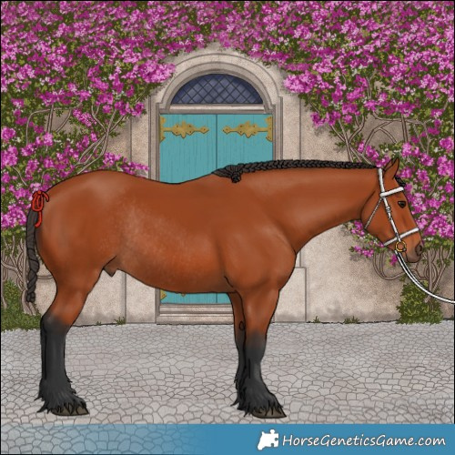 Horse Color:Bay Rabicano
