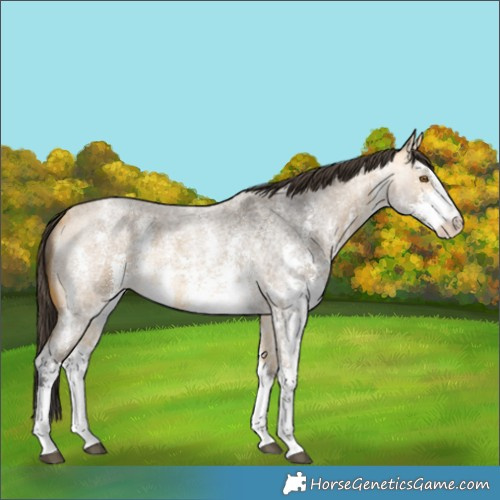 Horse Color:Buckskin Roan Sabino