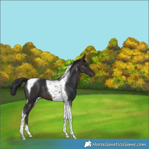 Horse Color:Brown Tobiano