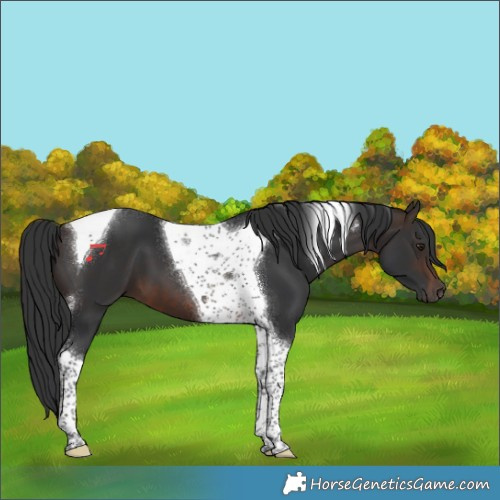 Horse Color:Brown Tobiano 