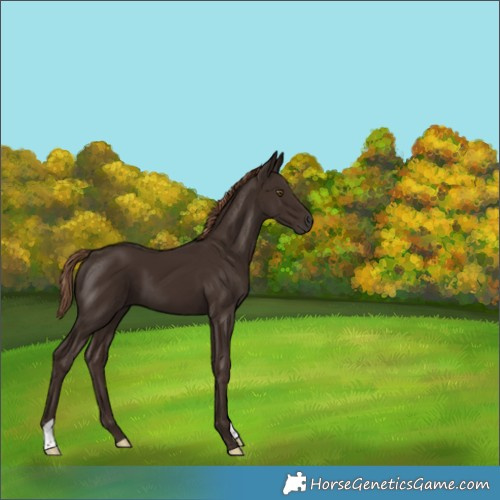 Horse Color:Liver Chestnut 