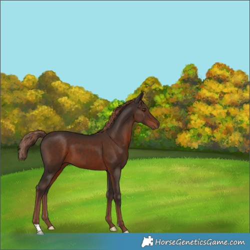 Horse Color:Liver Chestnut