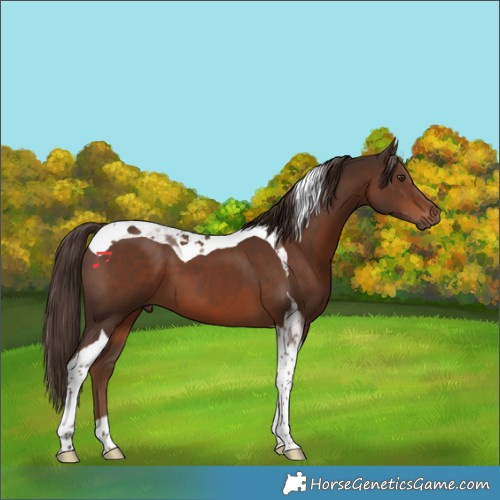 Horse Color:Liver Chestnut Tobiano