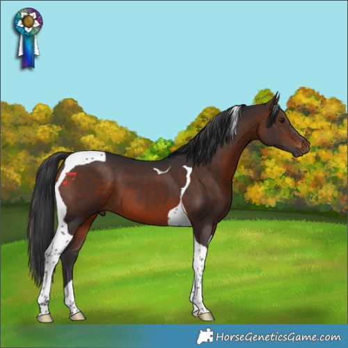 Horse Color:Brown Tobiano