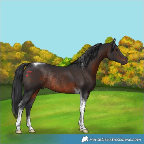 Horse Color:Brown Tobiano Rabicano 