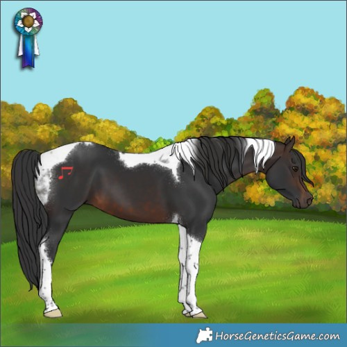Horse Color:Brown Tobiano