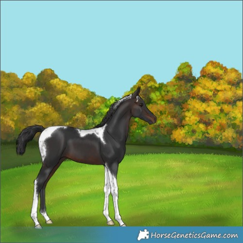 Horse Color:Brown Tobiano