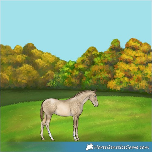 Horse Color:Buckskin Pearl Tobiano 
