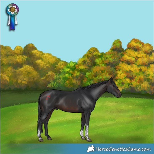 Horse Color:Brown Tobiano