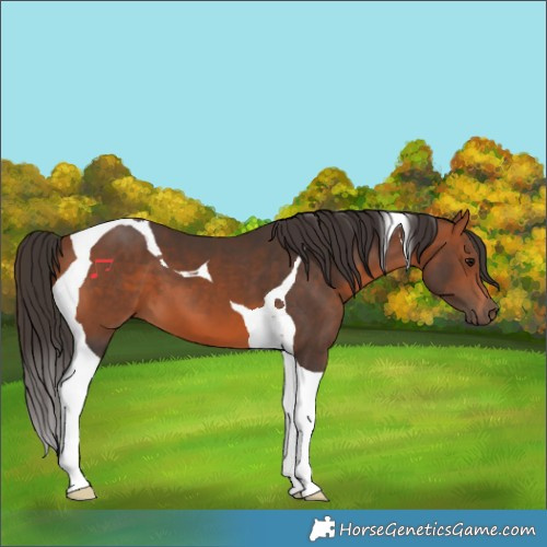 Horse Color:Bay Tobiano 