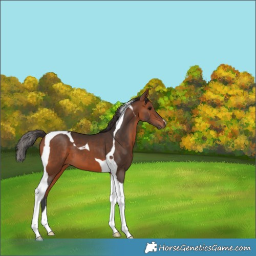Horse Color:Bay Tobiano 