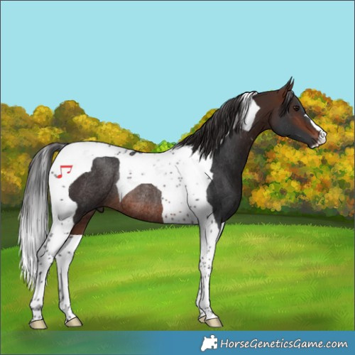 Horse Color:Brown Tobiano Rabicano