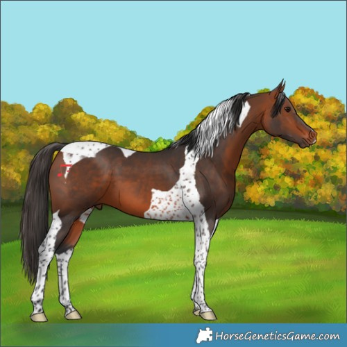 Horse Color:Bay Tobiano 