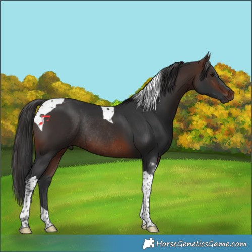 Horse Color:Brown Tobiano Rabicano 