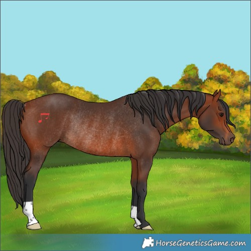 Horse Color:Bay Rabicano