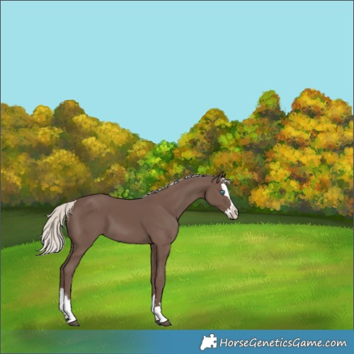 Horse Color:Silver Black Splash 