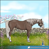 Horse Color:Silver Black Splash
