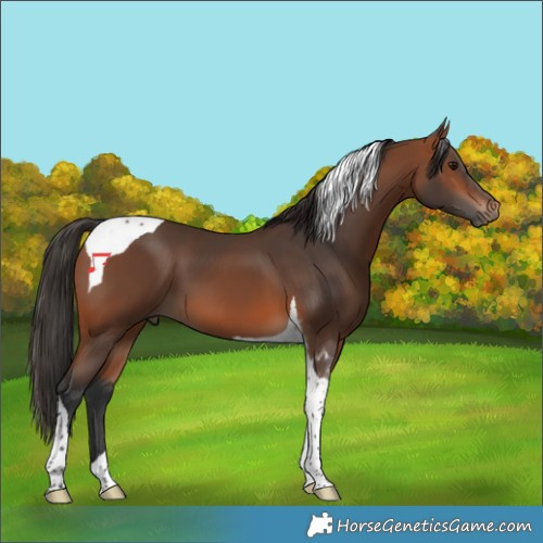 Horse Color:Bay Tobiano