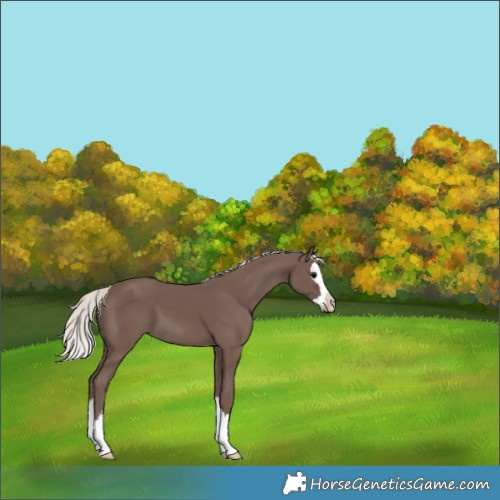 Horse Color:Silver Black Splash 