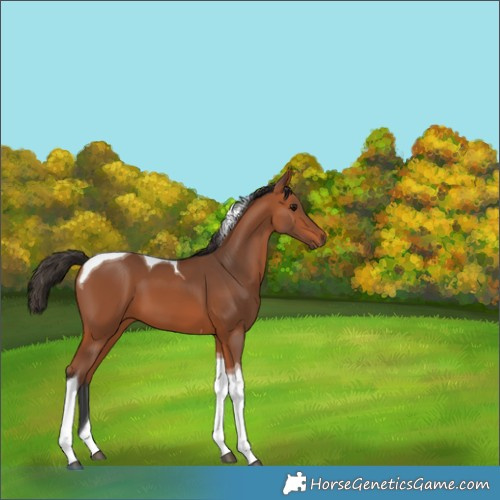 Horse Color:Bay Tobiano 