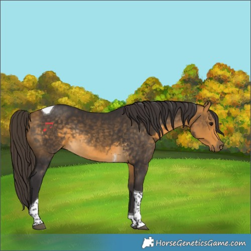 Horse Color:Buckskin Tobiano Rabicano 