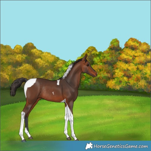 Horse Color:Bay Tobiano Rabicano 