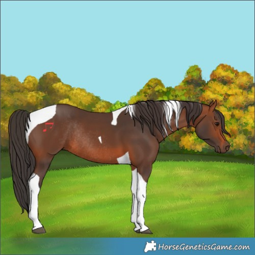 Horse Color:Bay Tobiano Rabicano
