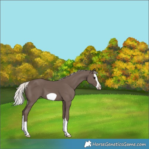 Horse Color:Silver Black Splash Frame 