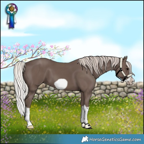 Horse Color:Silver Black Splash Frame 