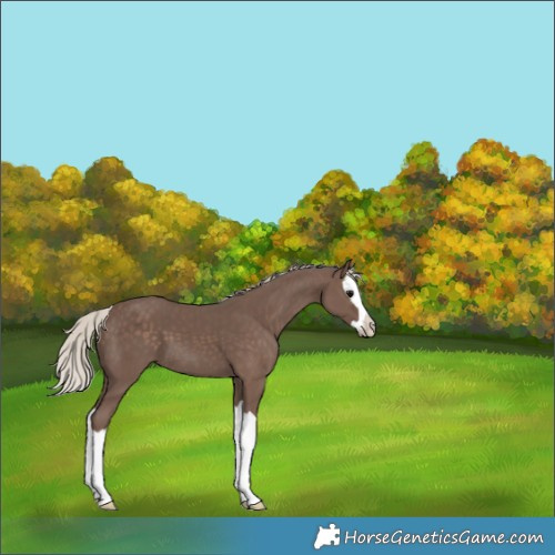 Horse Color:Silver Black Splash 