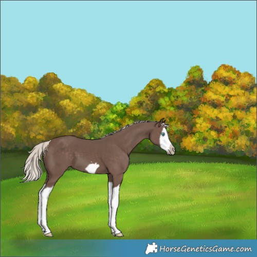 Horse Color:Silver Black Splash Frame 