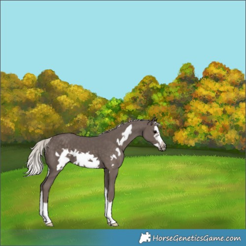 Horse Color:Silver Black Splash Frame 