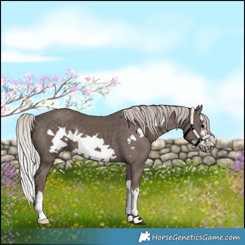 Horse Color:Silver Black Splash Frame 