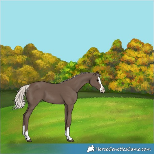Horse Color:Silver Black Splash 
