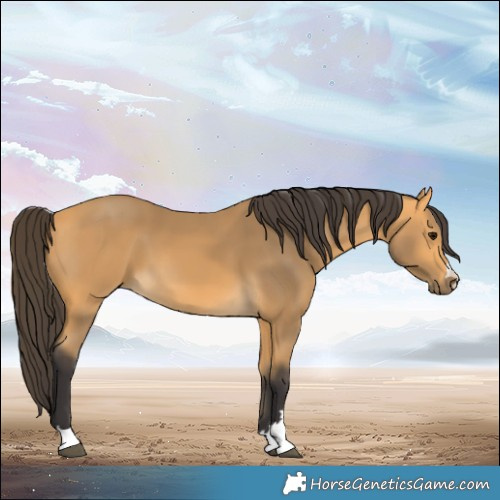 Horse Color:Buckskin