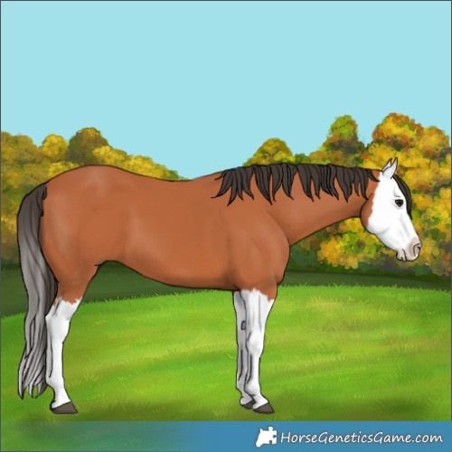 Horse Color:Bay Splash 