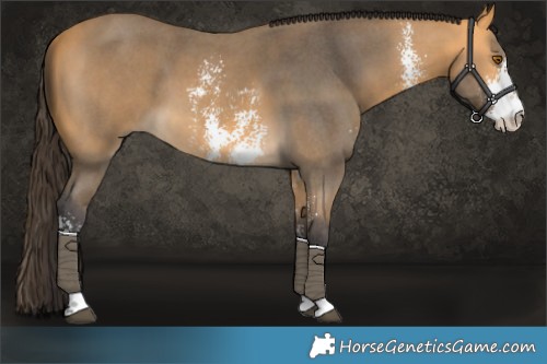 Horse Color:Buckskin Sabino